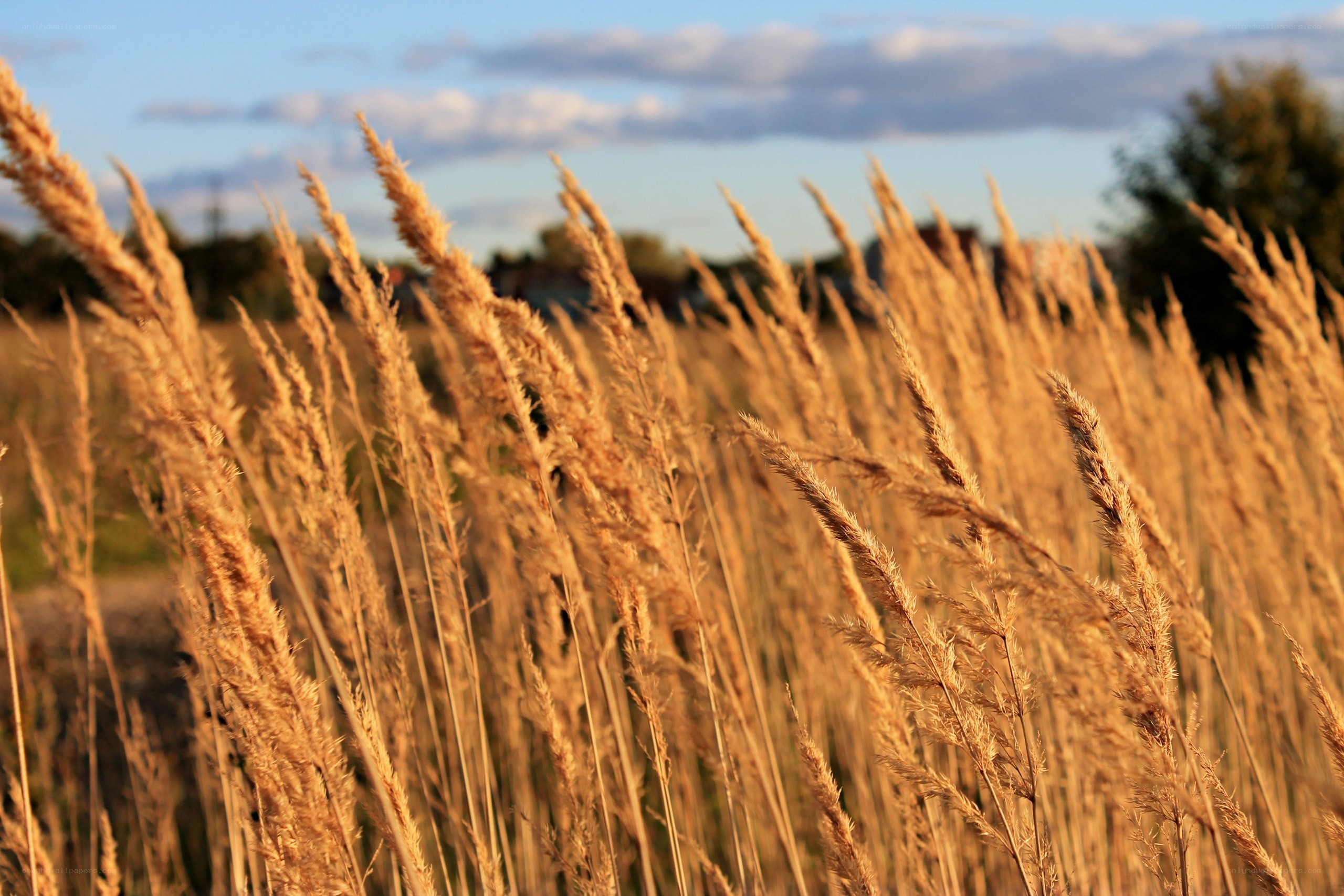 Golden grasses in a field