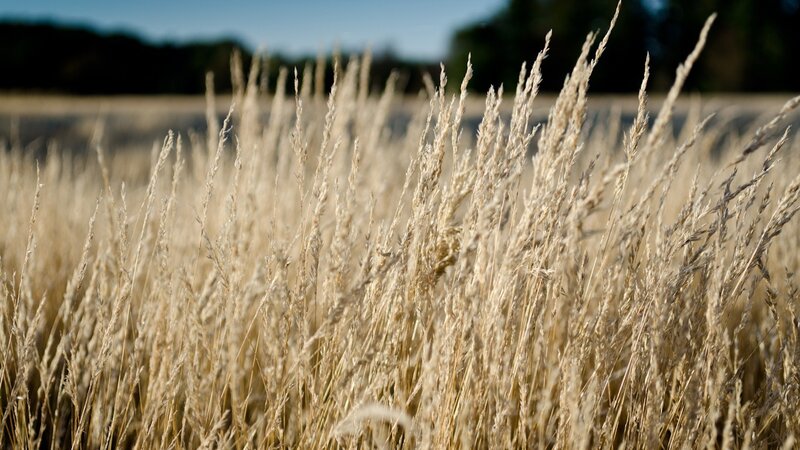 Golden grasses in a field