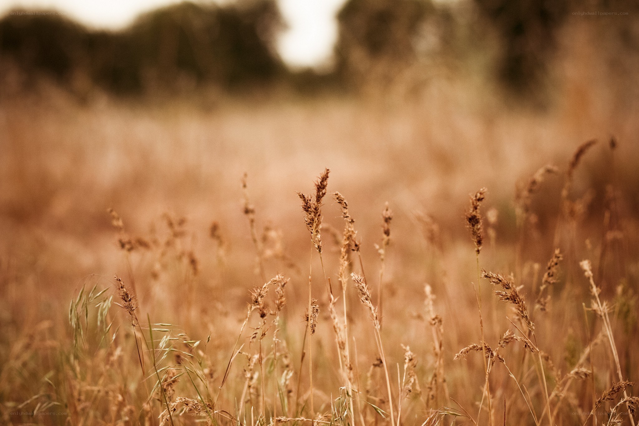 Golden grasses in a field