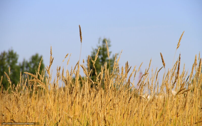 Golden grasses in a field