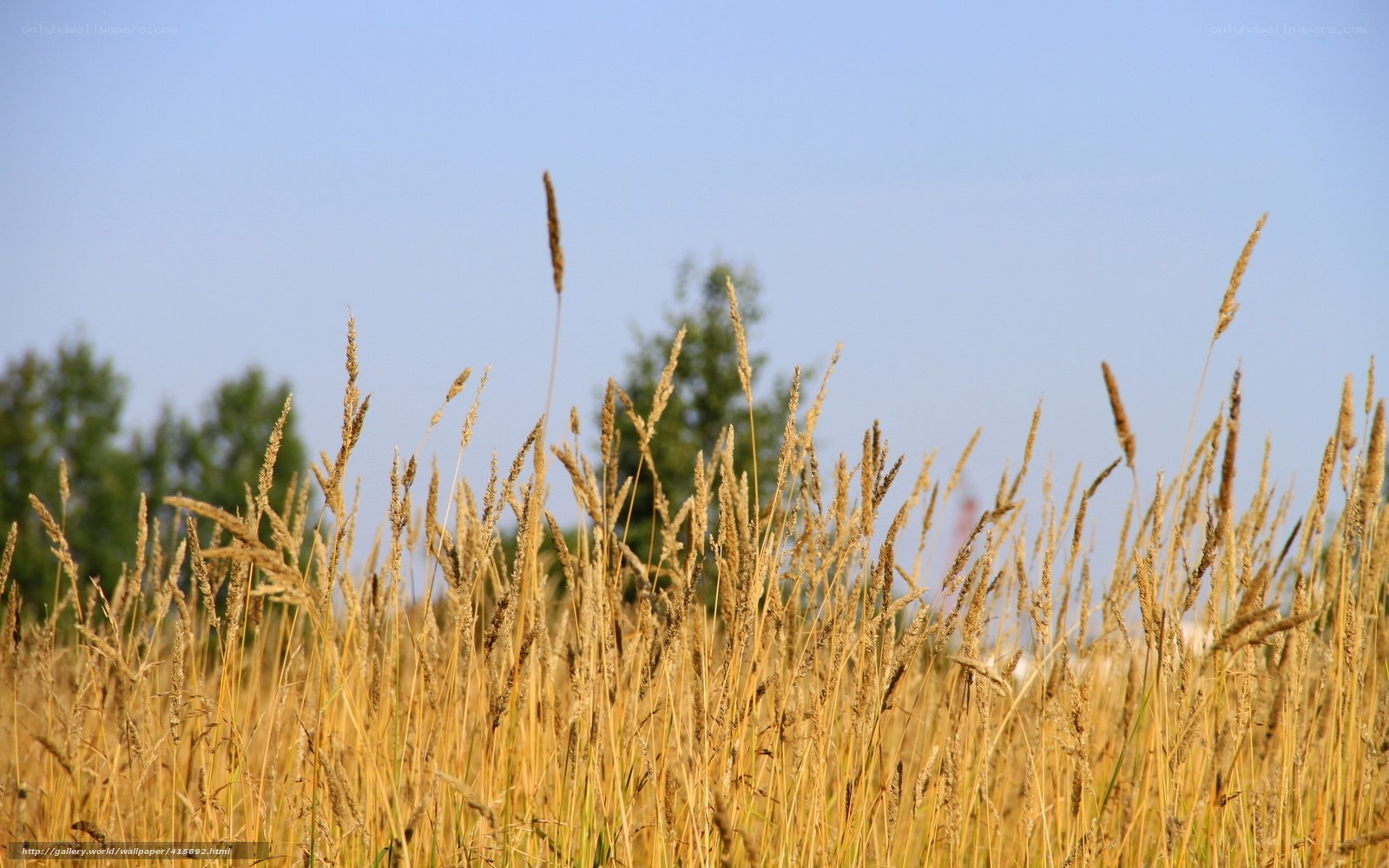 Golden grasses in a field