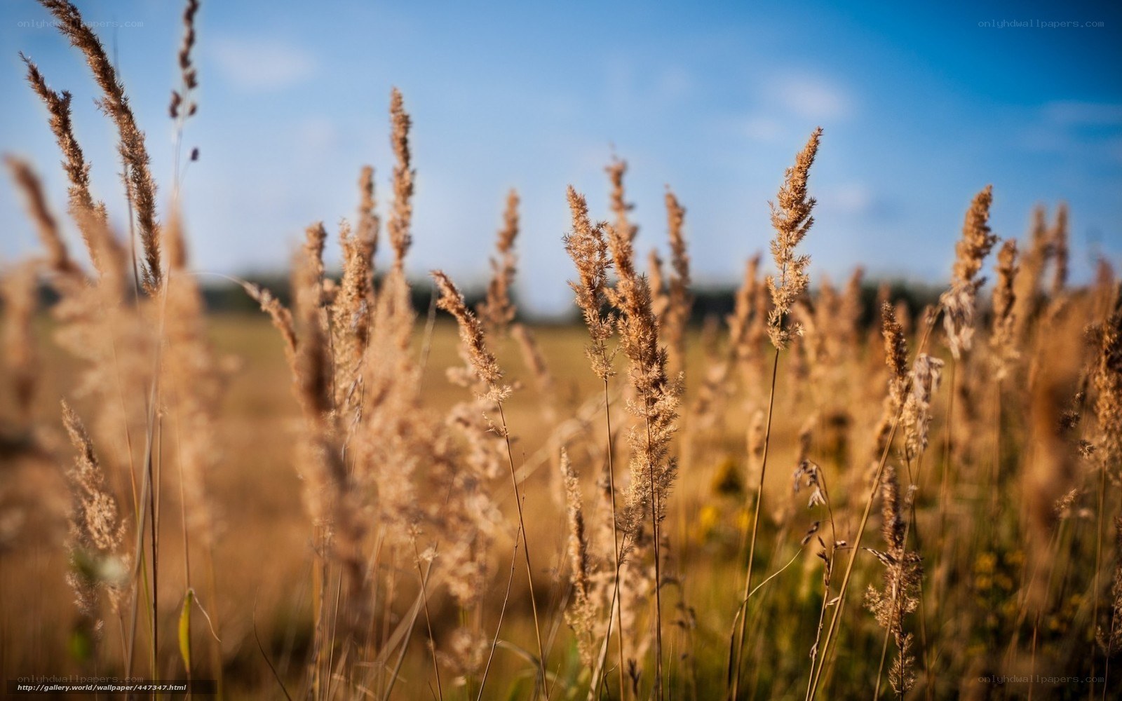 Golden grasses in a sunny field