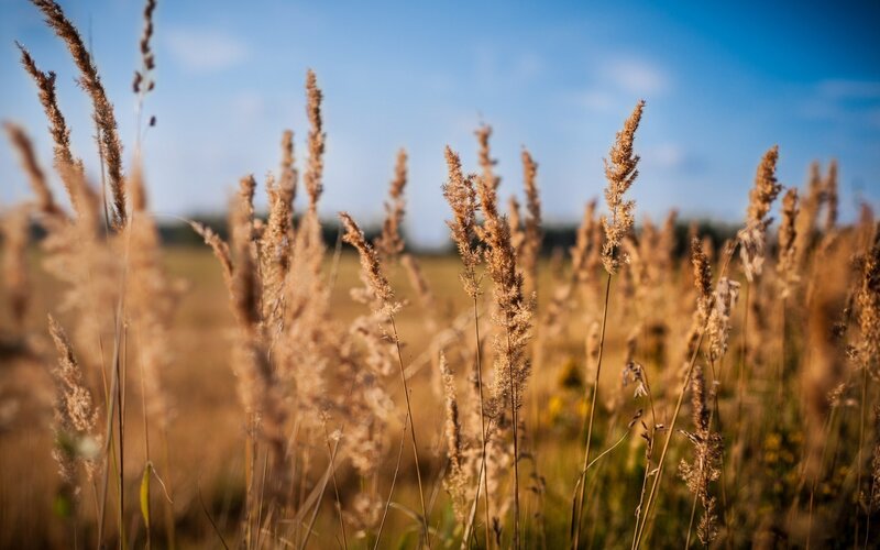 Golden grasses in a sunny field