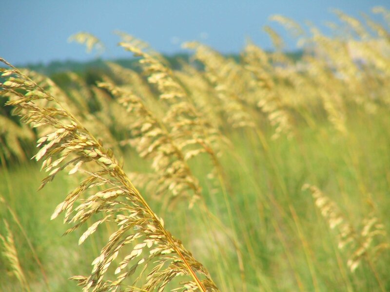 Golden grasses in a sunny field