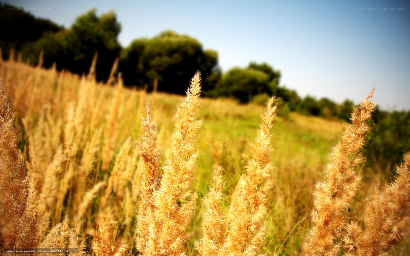 Golden grasses in a sunny field