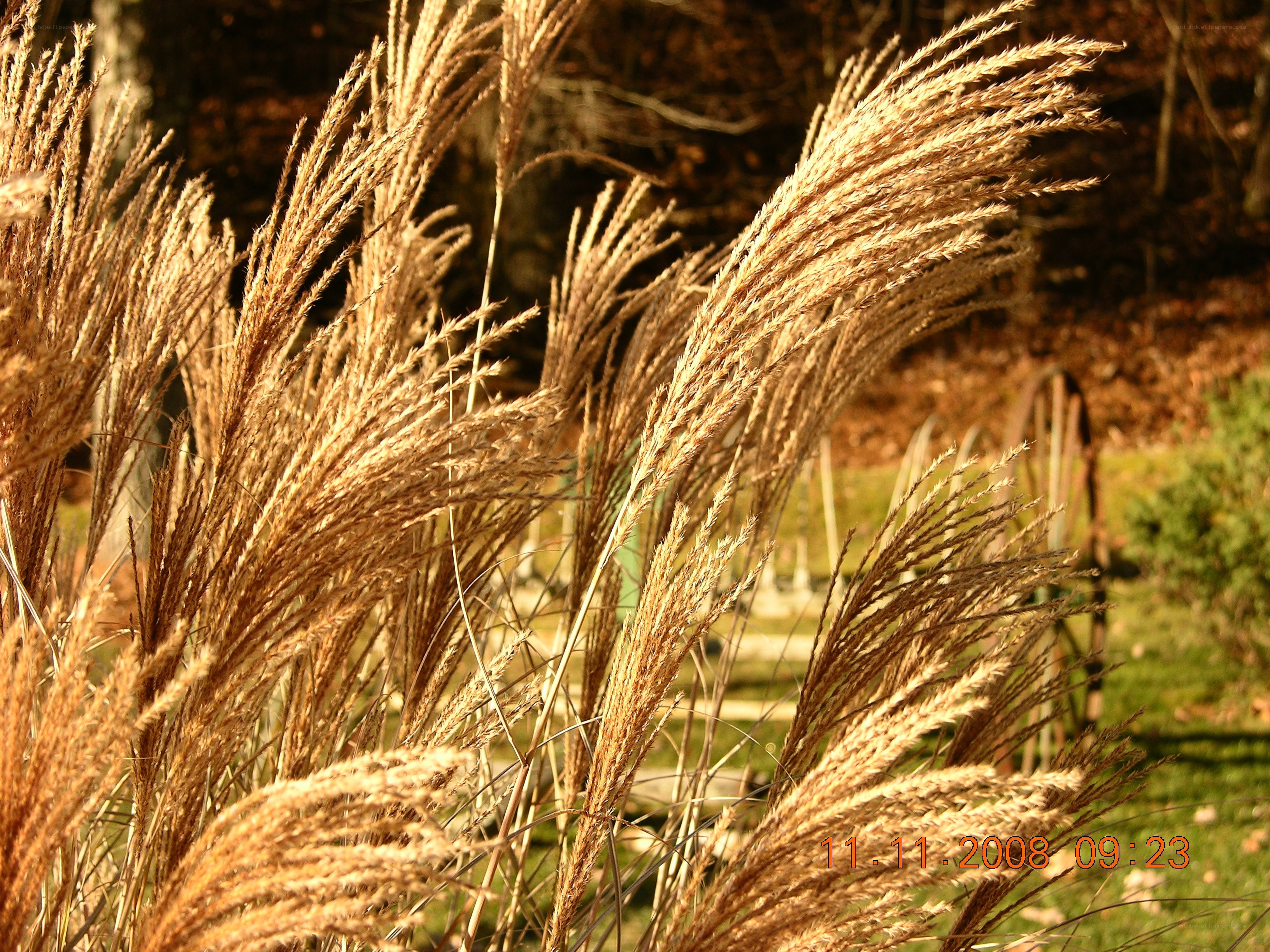 Golden grasses in autumn light