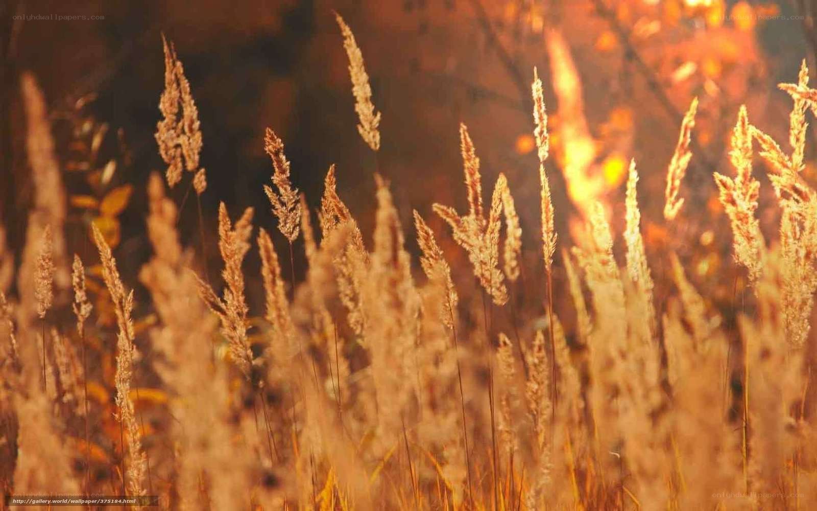 Golden grasses in autumn light