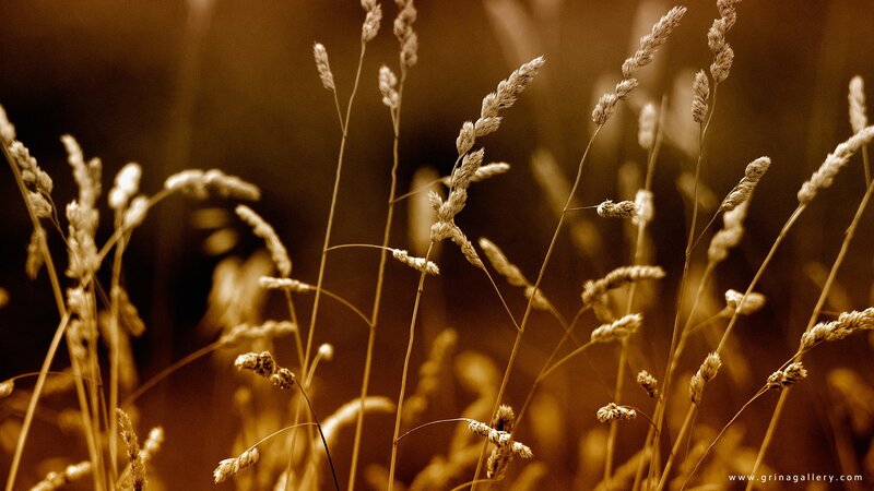 Golden grasses in soft light