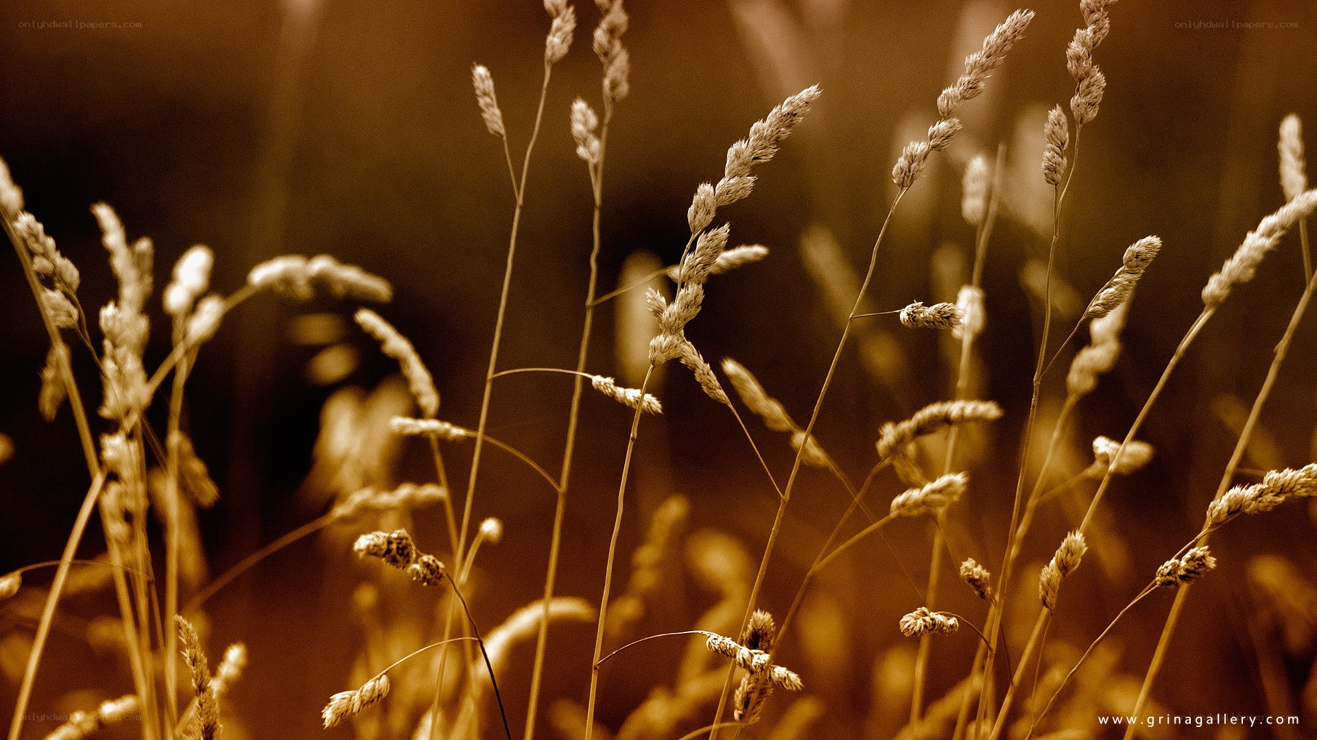 Golden grasses in soft light