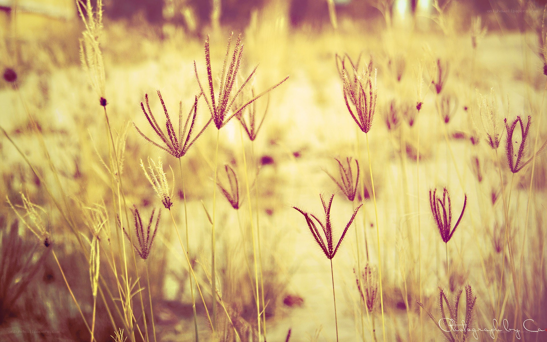 golden grasses in sunlight