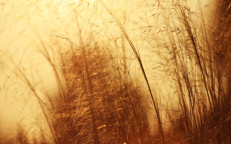 Golden grasses in sunlight