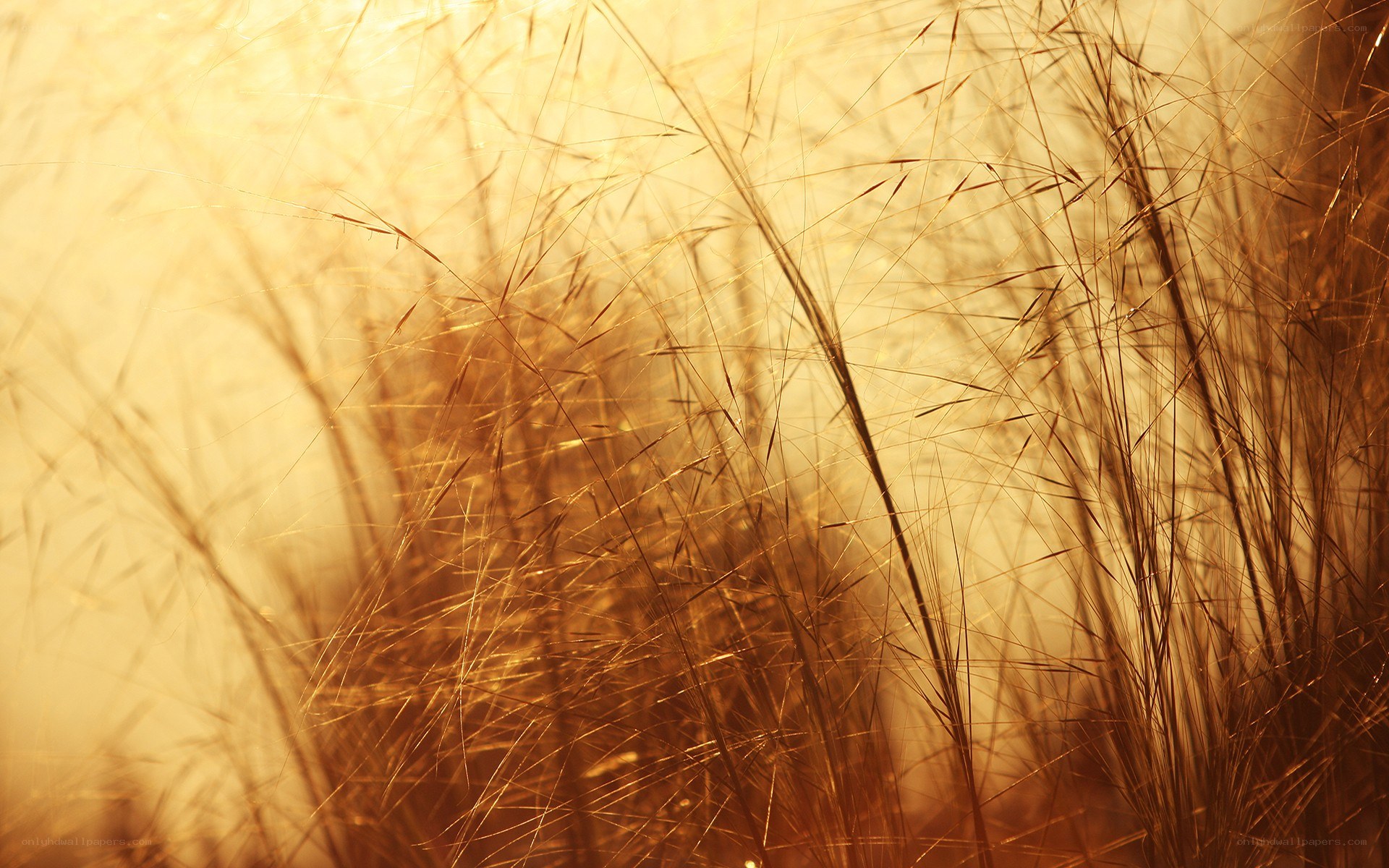 Golden grasses in sunlight