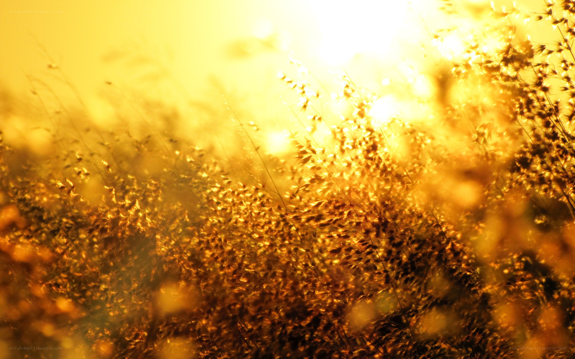 Golden grasses in sunlight