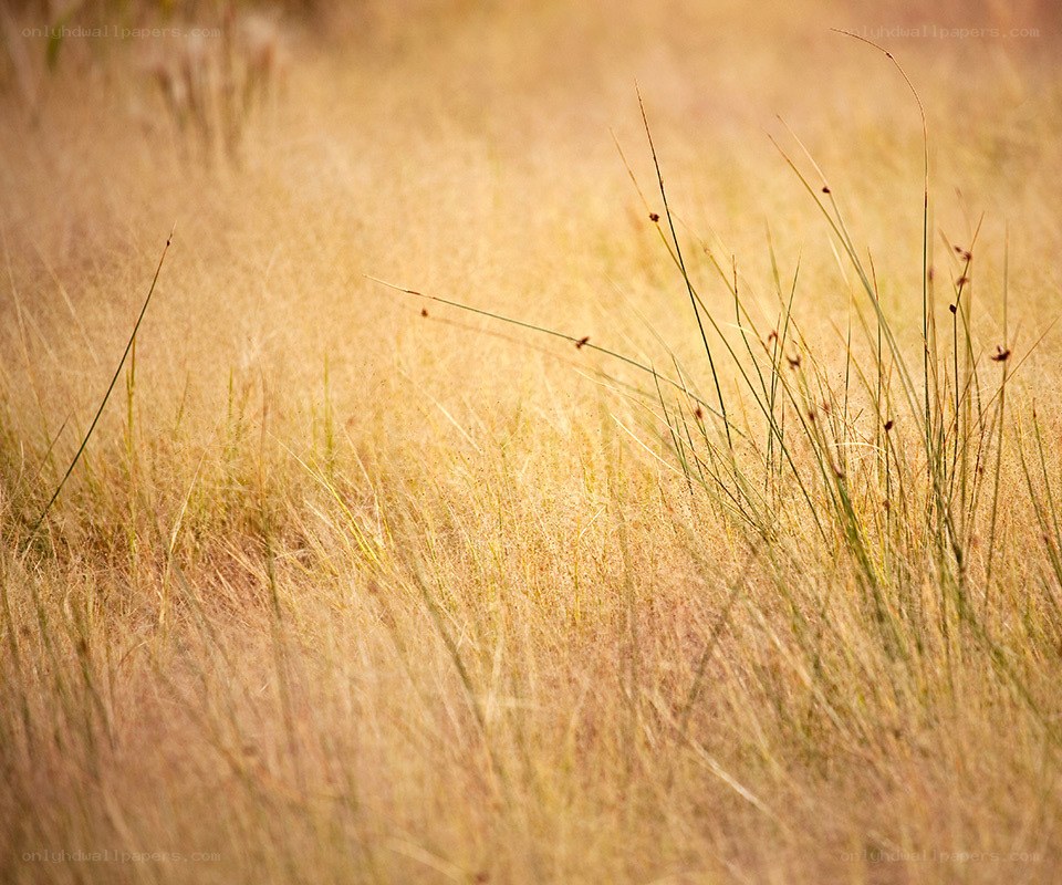 Golden grasses in sunlight