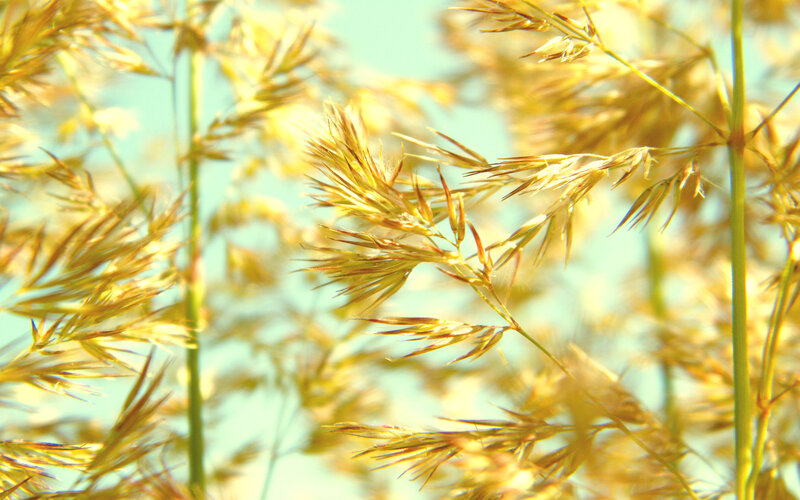 Golden grasses in sunlight