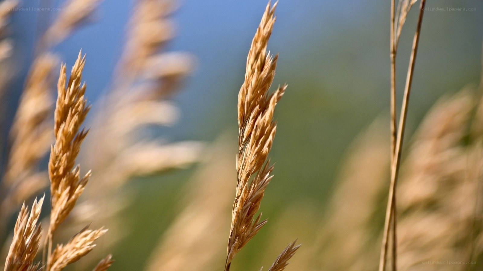 Golden grasses in sunlight