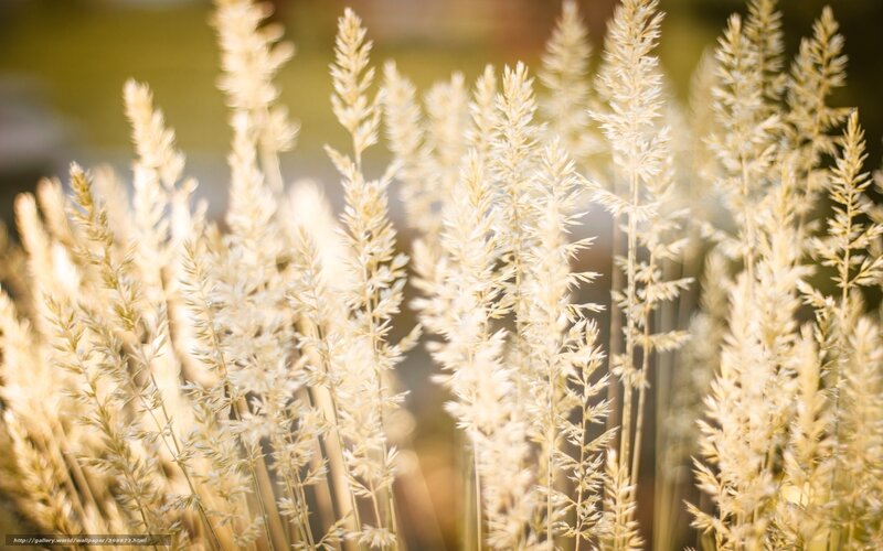 Golden Grasses in Sunlight — Gold, Serene, Sunset, Photograph