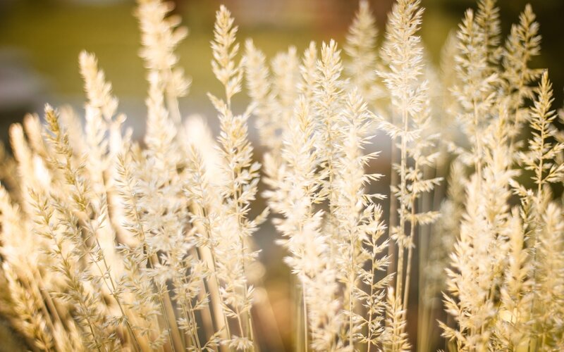 Golden Grasses in Sunlight — Gold, Serene