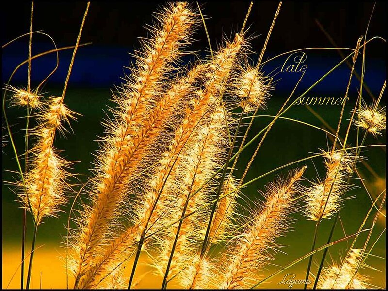 Golden Grasses in Sunlight — Gold