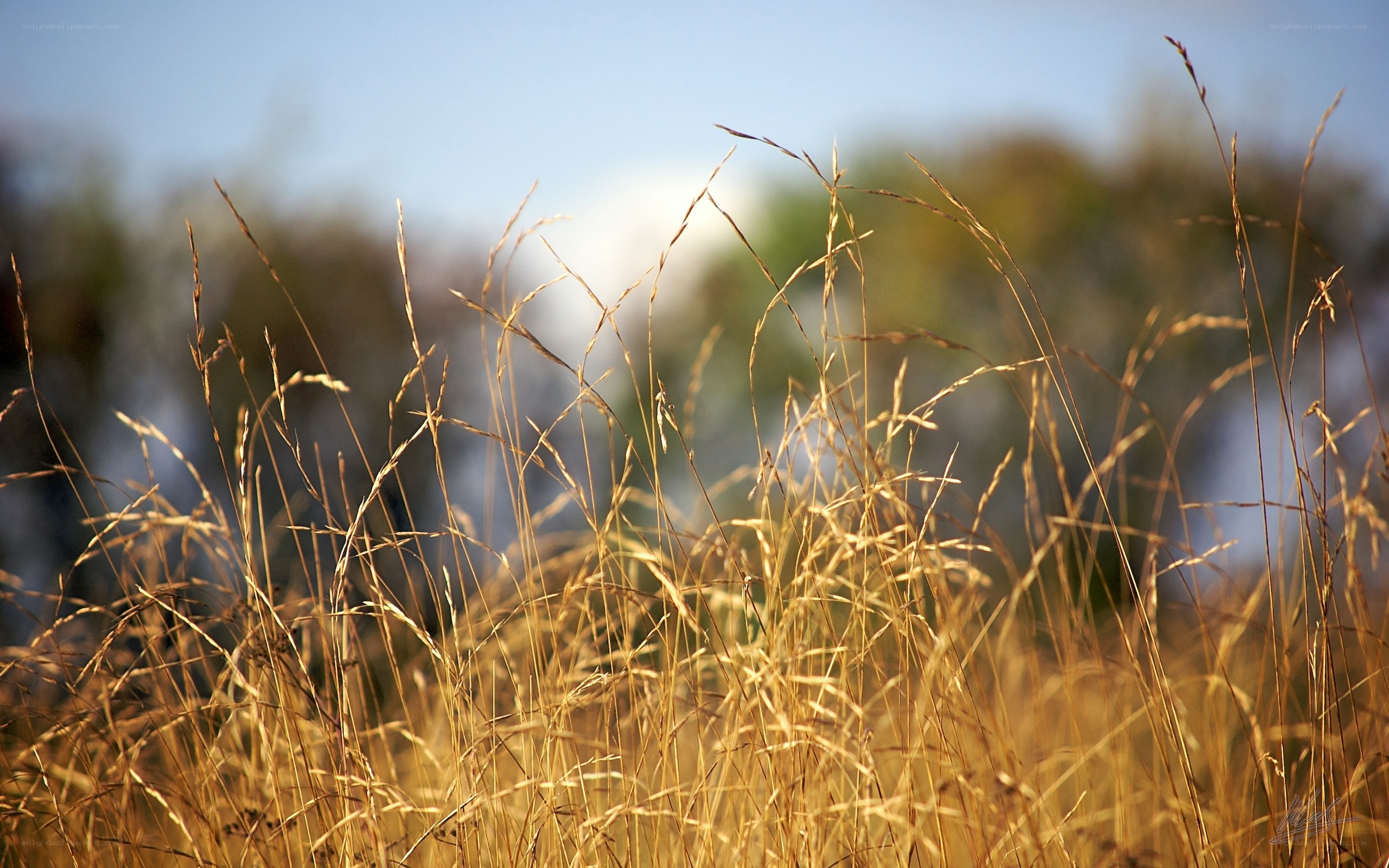 Golden grasses in sunlight