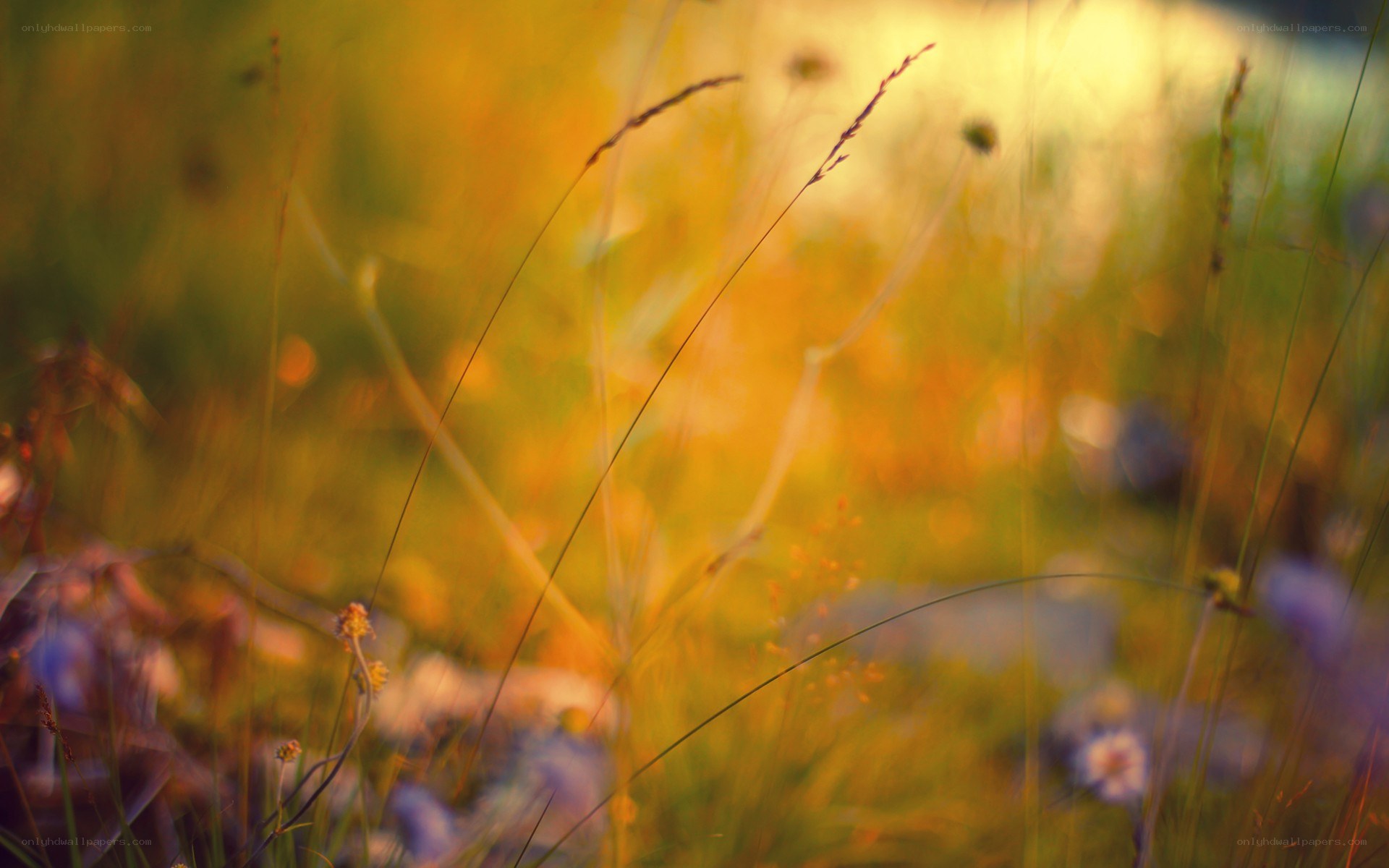 Golden grasses in sunset light