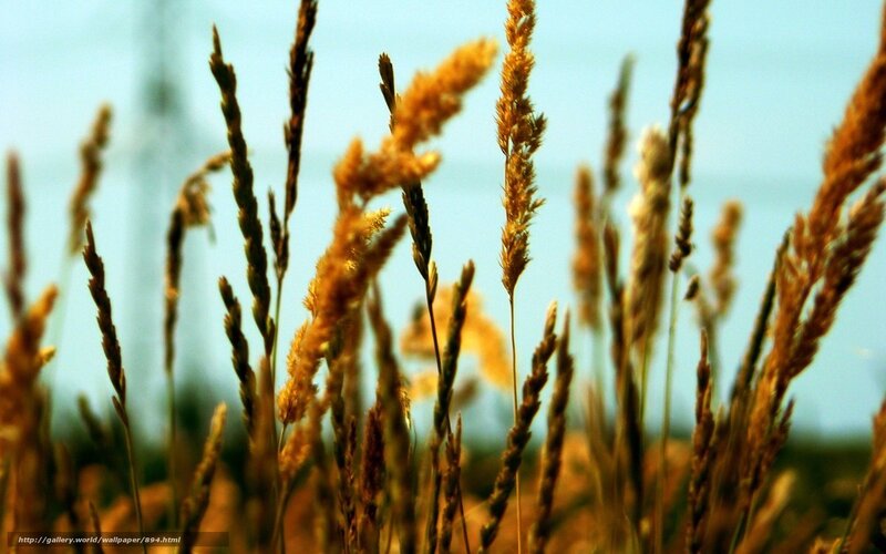 Golden grasses in the breeze