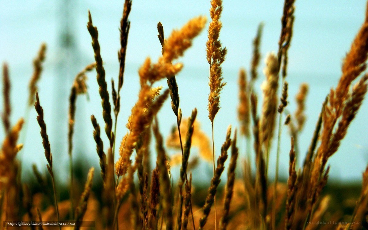 Golden grasses in the breeze