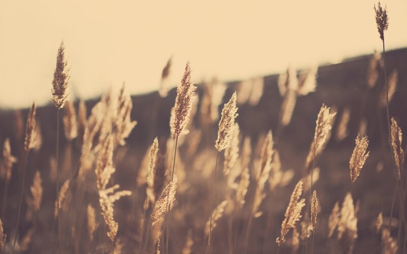 golden grasses in the sun