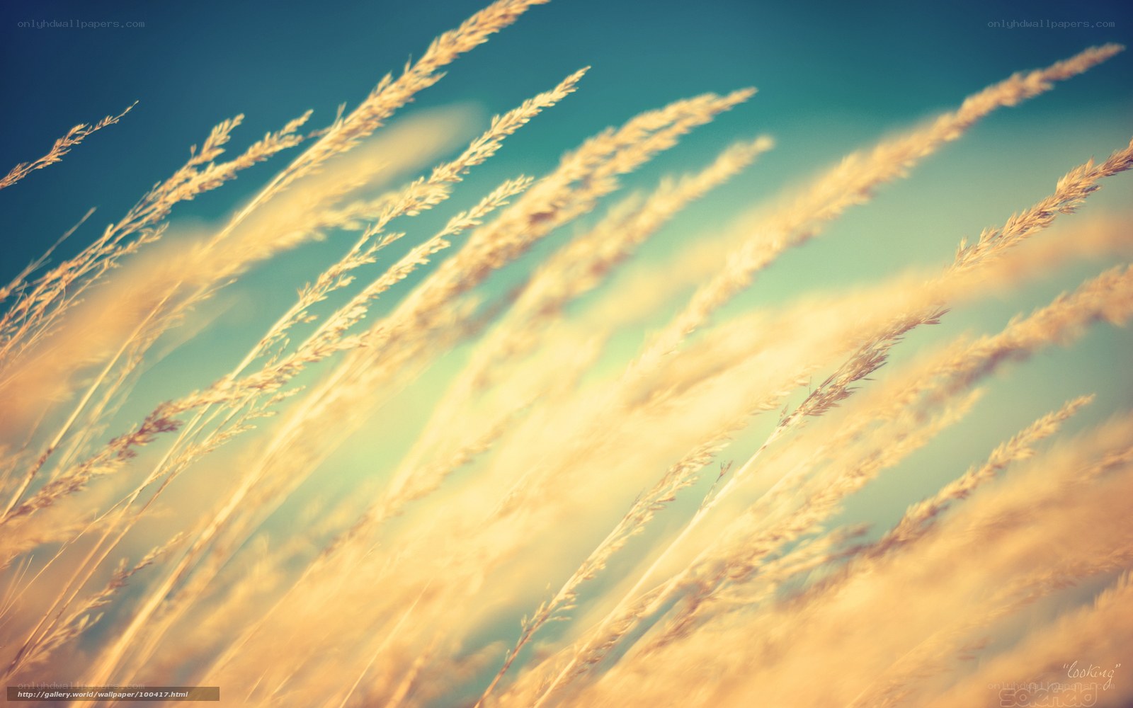 Golden grasses in the wind
