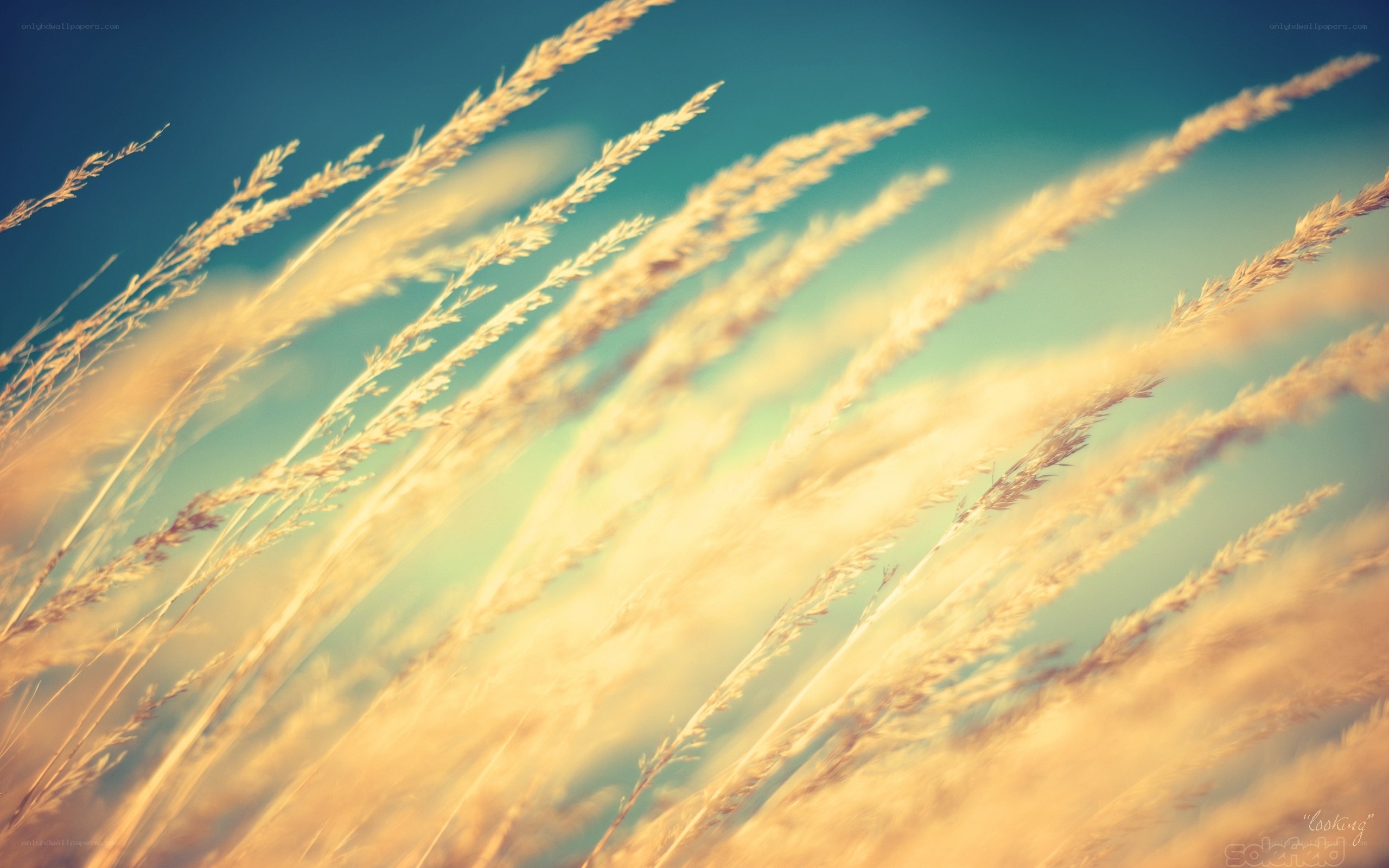 Golden grasses in the wind
