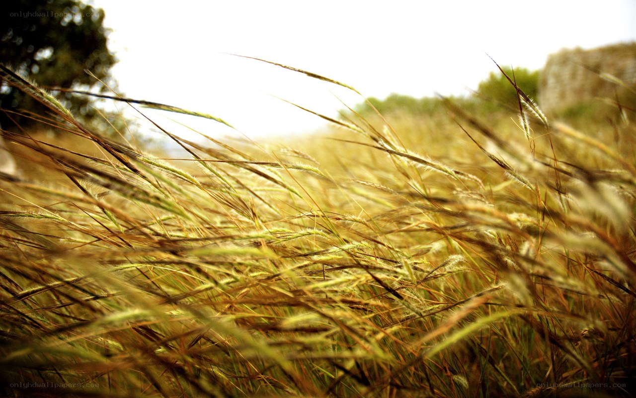 Golden grasses in the wind