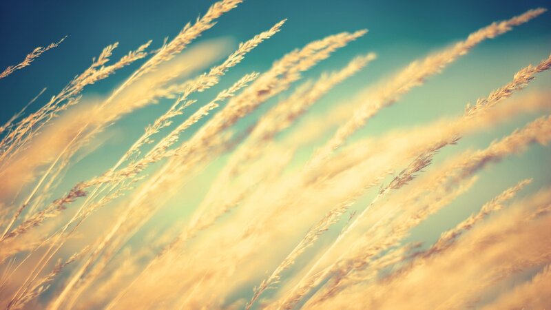 Golden grasses in the wind