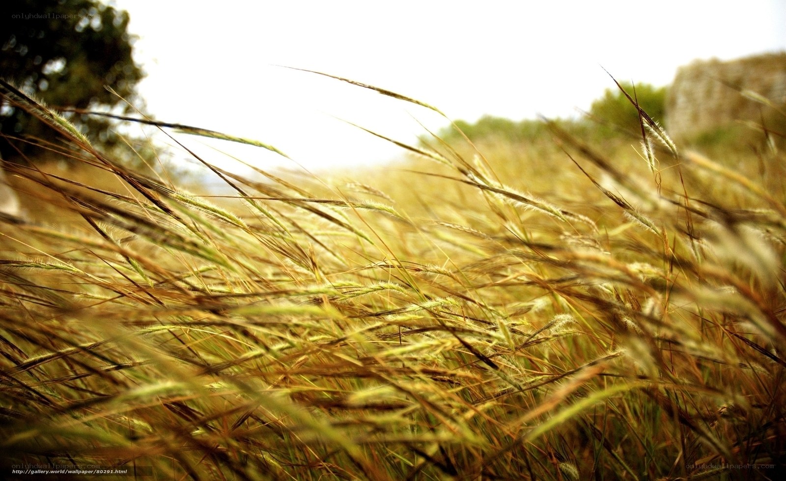 Golden grasses in the wind