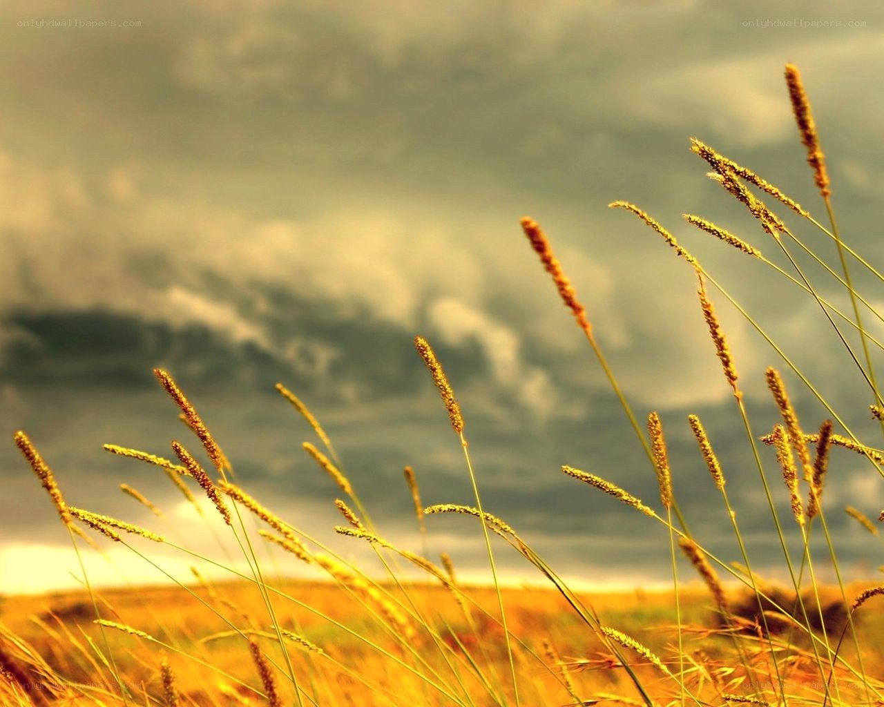 Golden grasses under cloudy sky