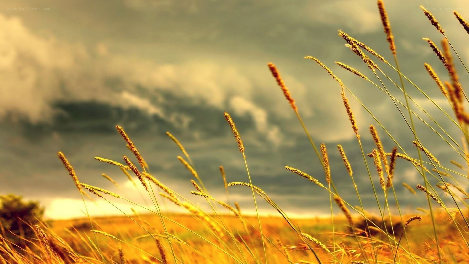 Golden grasses under stormy sky