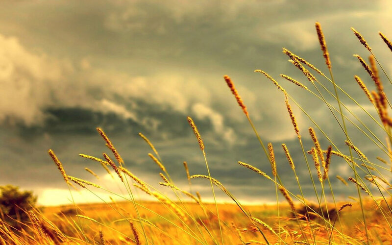 Golden grasses under stormy sky