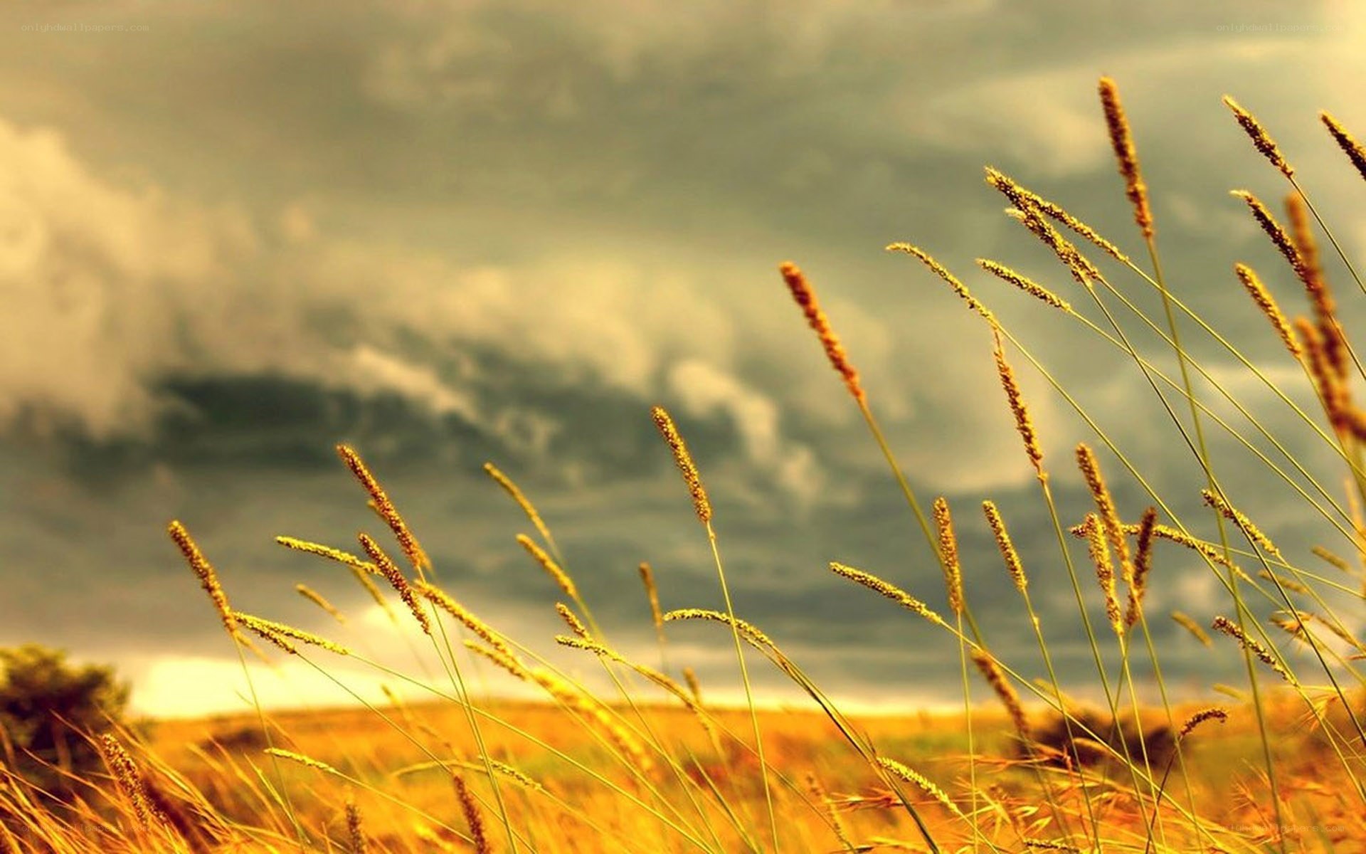 Golden grasses under stormy sky