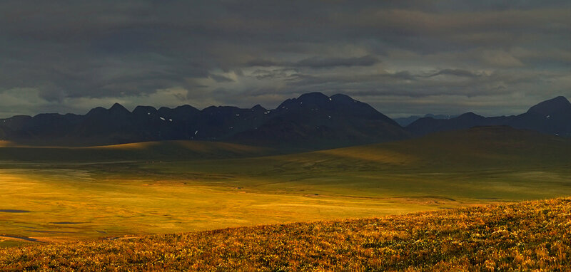 Golden Grassland and Mountains