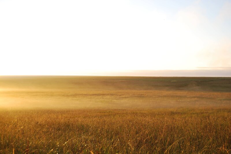 Golden Grassland at Sunrise
