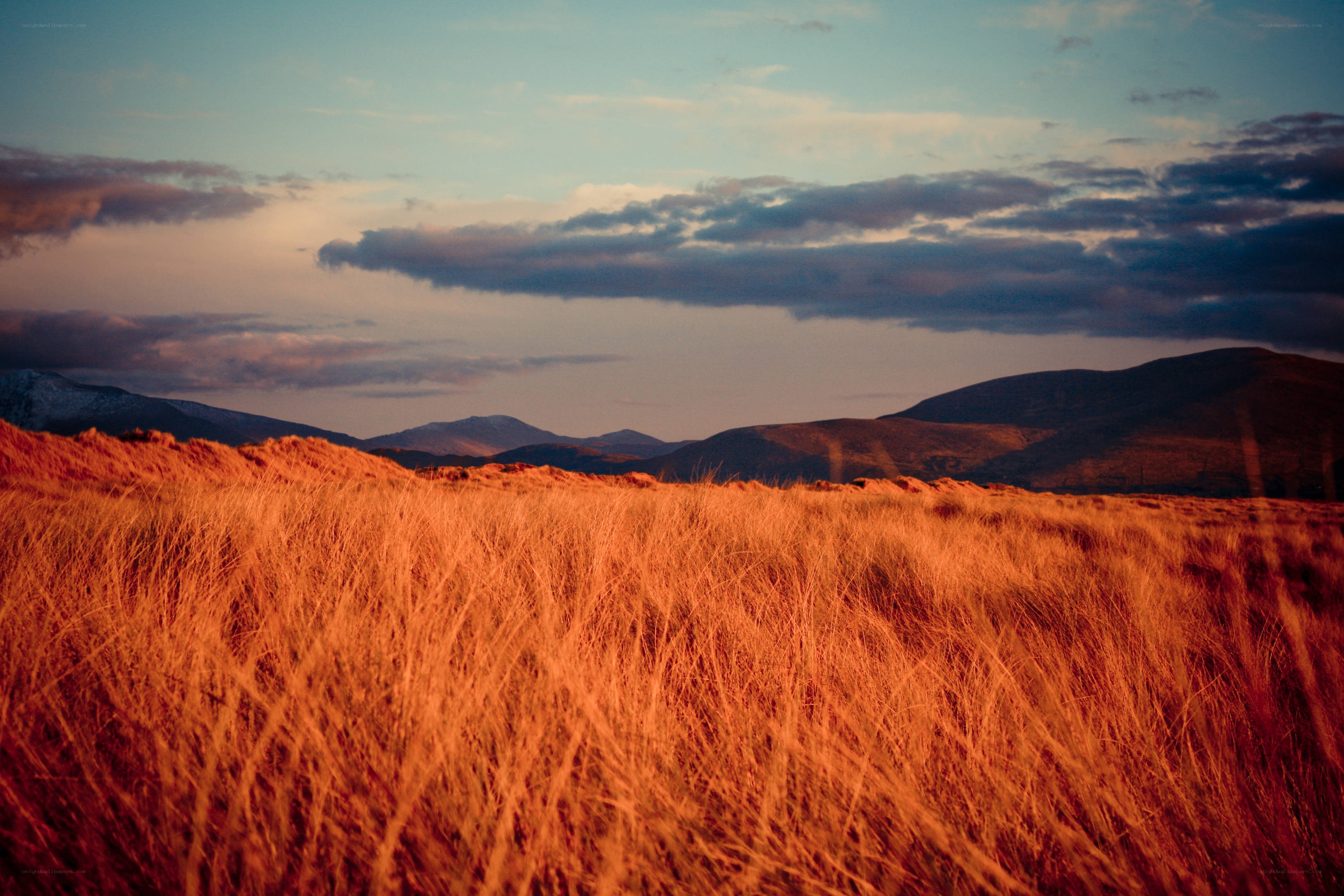 Golden grassland at sunset