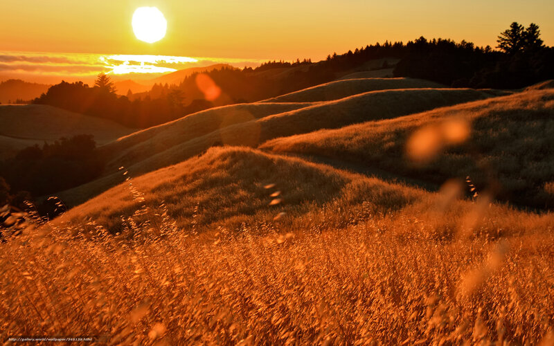 Golden Grassy Hills — Orange