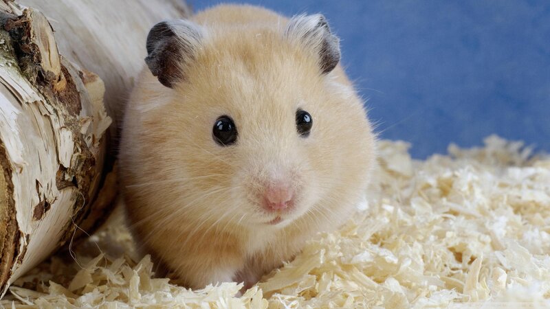 Golden Hamster in Bedding — Beige