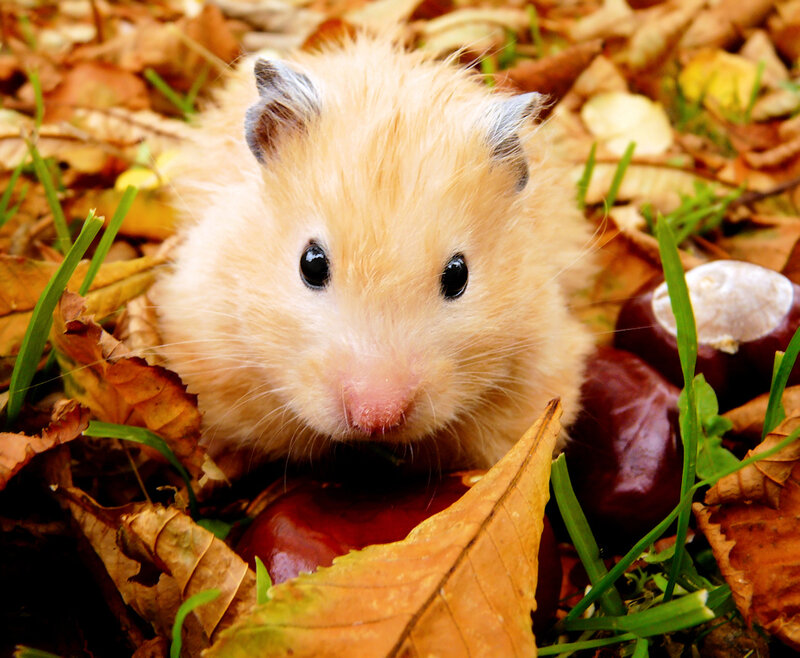 Golden Hamster in Leaves
