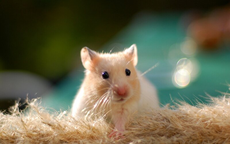 Golden Hamster on Hay — Beige