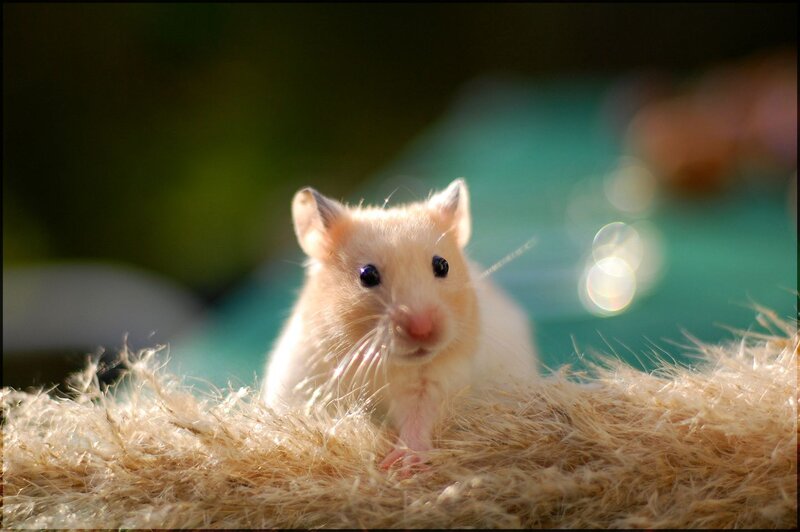 Golden Hamster on Hay