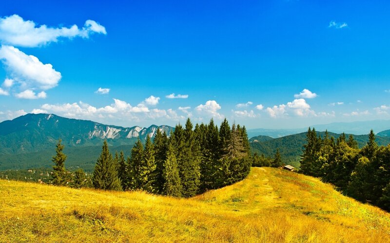 Golden Hill with Pine Trees