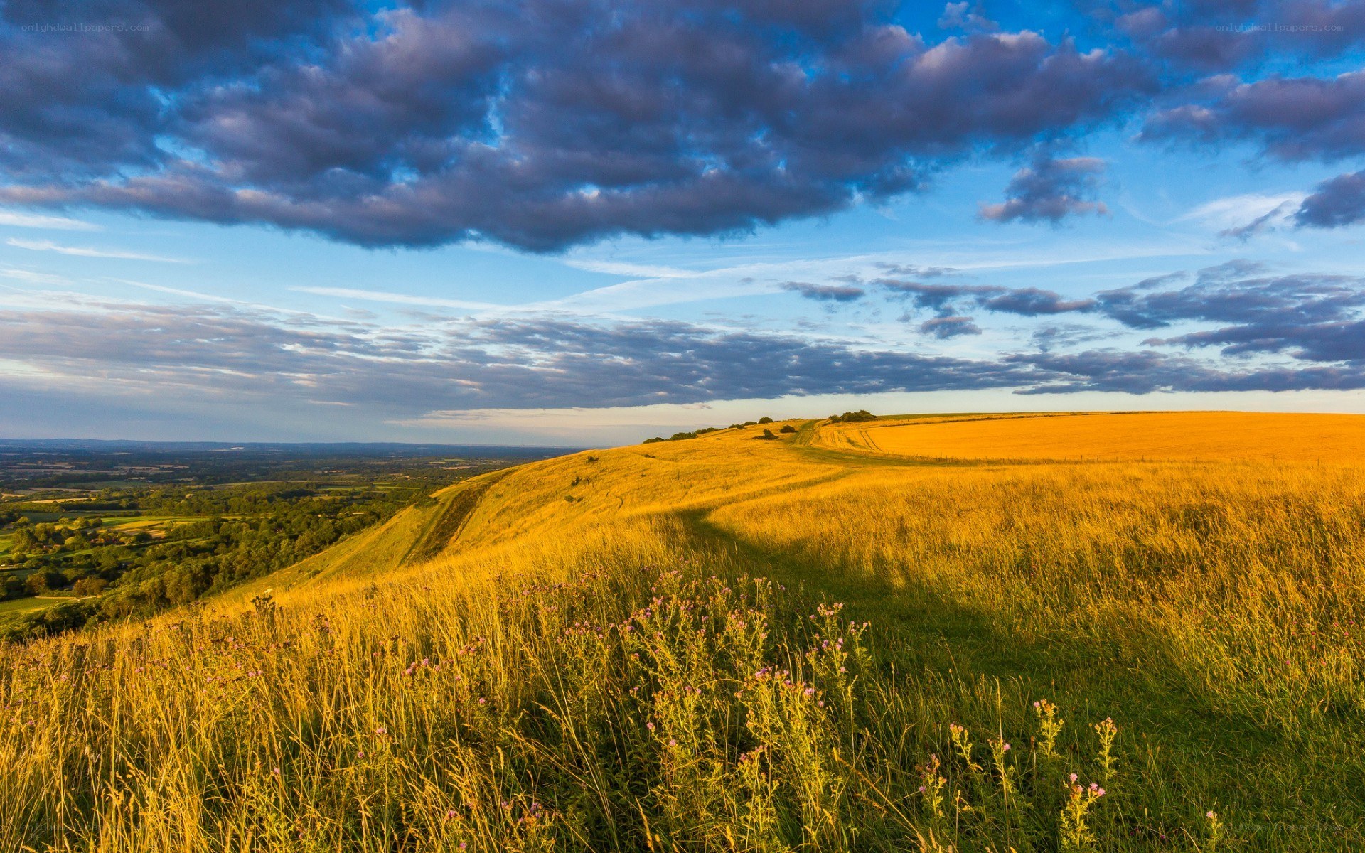 Golden hills at sunset