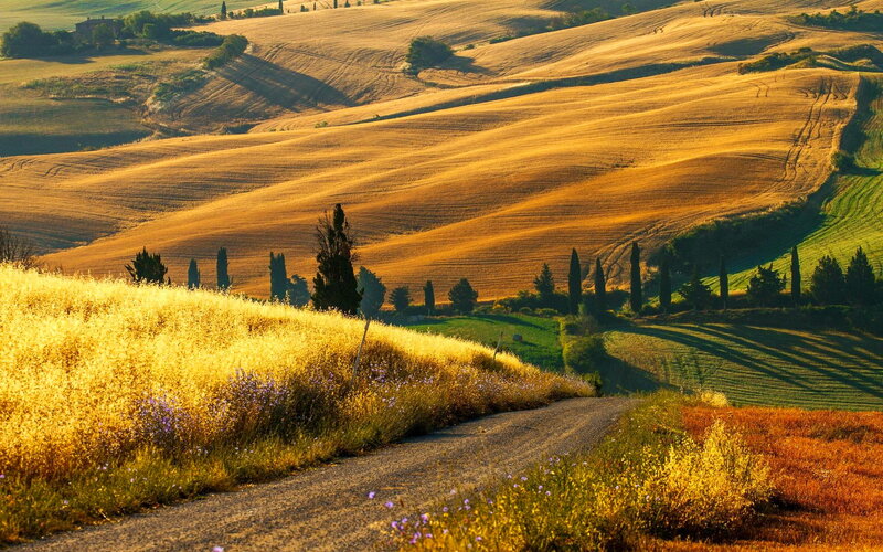 Golden Hills with Cypress Trees