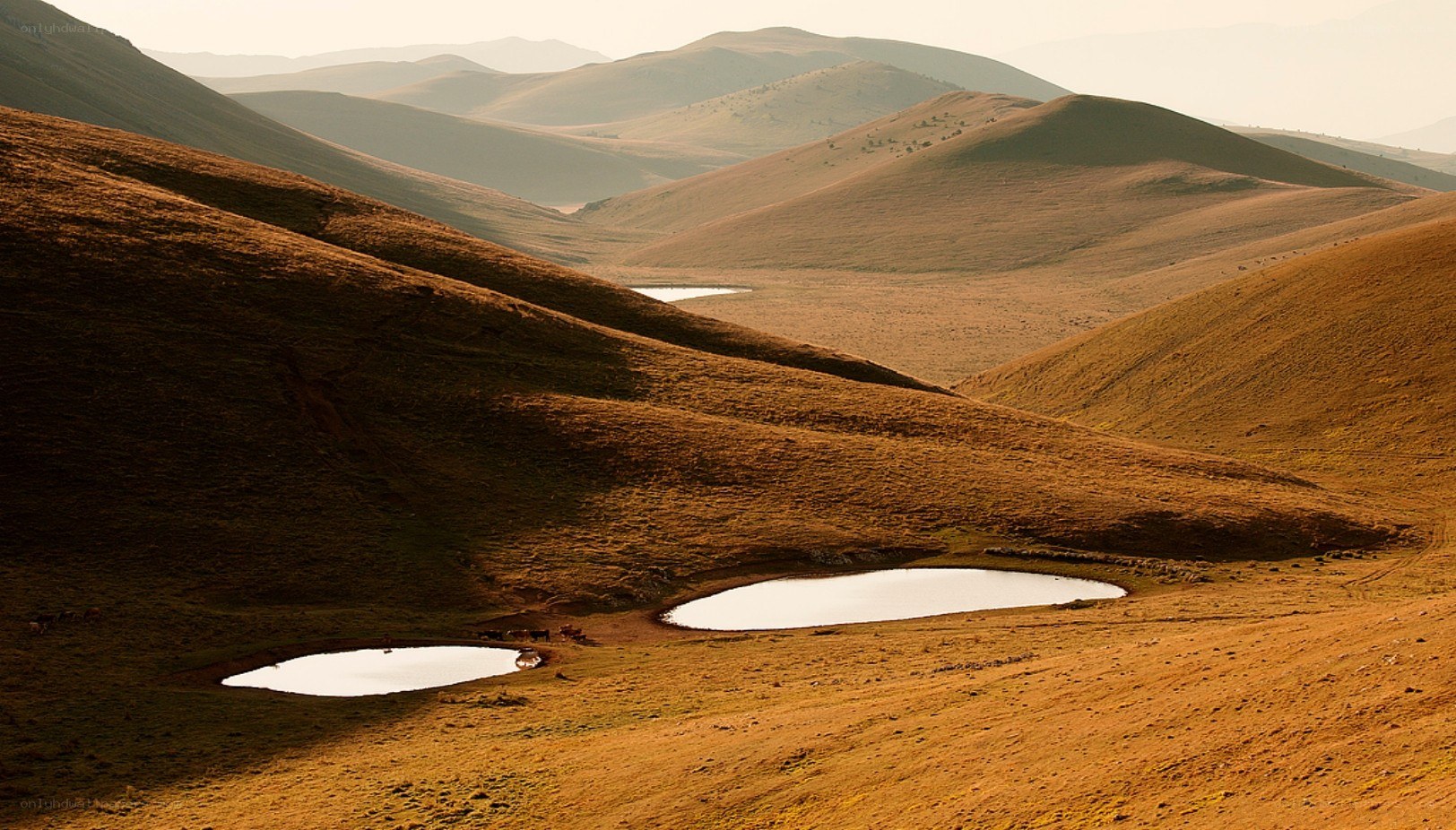 Golden hills with small lakes