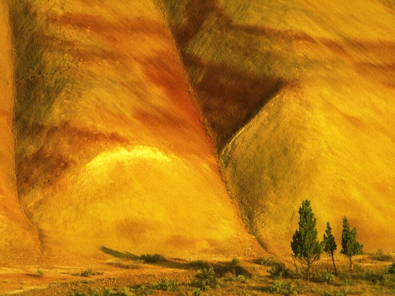 Golden hills with trees